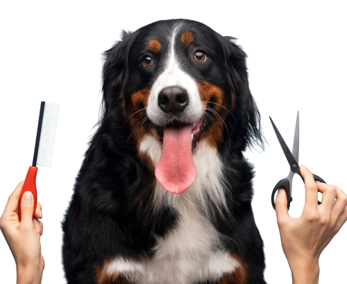 beautiful pet portrait dog